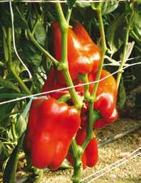 >> PEPERONE ROSSO >> SARNO F1 Ibrido di peperone rosso, resistente a TSWV con frutto rettangolare di ottimo spessore e qualità.