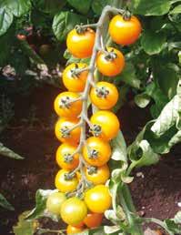 del frutto leggermente più grossa (30-35 gr), per il grappolo leggermente più lungo (15-16 pomodori) e per gli internodi della pianta leggermente più corti, caratteristica che