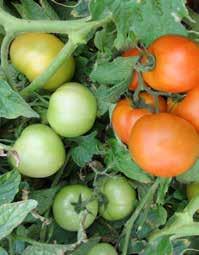 Il frutto, di tipo saladette è di grossa pezzatura (120-140 gr) molto consistente, di colore rosso vivo intenso e può essere raccolto sia al viraggio che a maturazione completa.