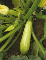 >> ZUCCHINO CHIARO >> TOP KAPI F1 Varietà ampiamente conosciuta dotata di pianta compatta ad internodo corto. Produce frutti cilindrici di colore verde chiaro.