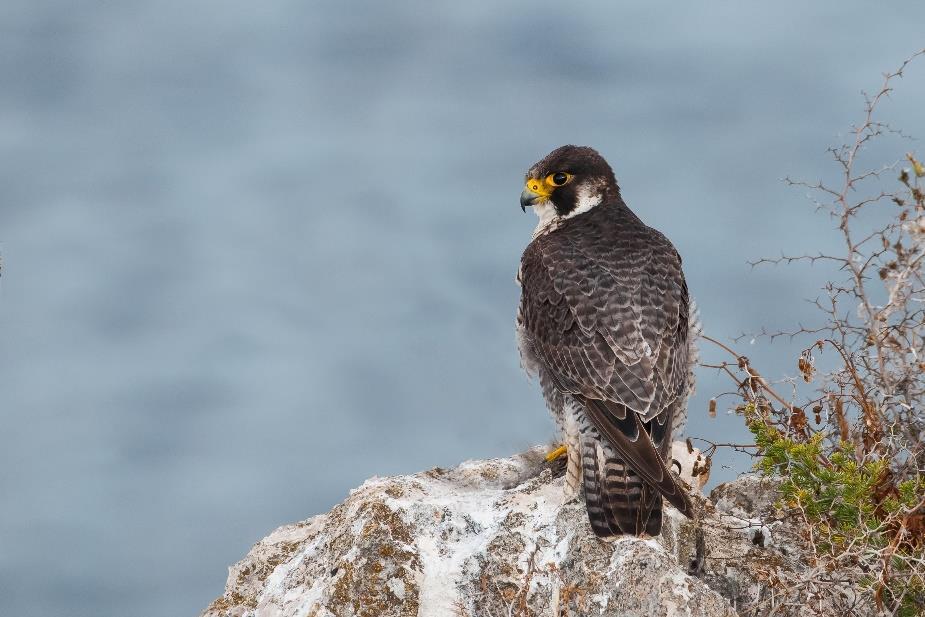 Grigio ardesia sopra con groppone più chiaro, ceruleo.