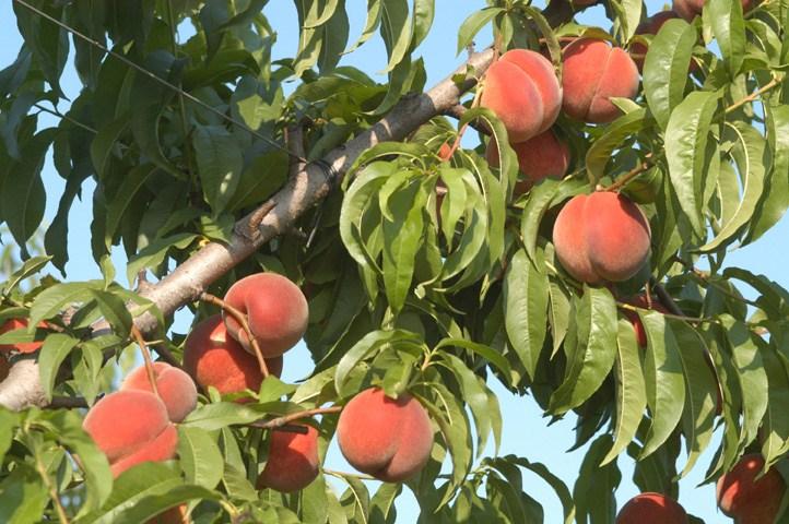 La frutta estiva prodotta nelle nostre zone (albicocche,