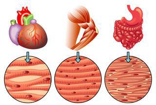 TESSUTO MUSCOLARE Formato da cellule di forma allungata chiamate fibre muscolari che possiedono la capacità di contrarsi Tessuto muscolare cardiaco Tessuto muscolare liscio Tessuto muscolare