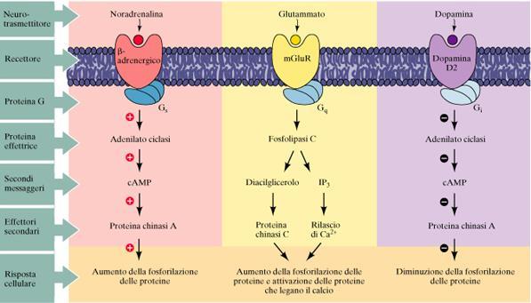 Vie effettrici associate a recettori accoppiati a proteine G. G S, G q e G i si riferiscono ai 3 diversi tipi di proteine G eteromeriche.