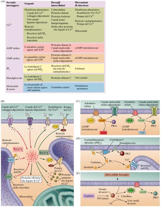 Secondi messaggeri neuronali. (A) Meccanismi responsabili della loro produzione e rimozione, e dei bersagli a valle di essi.
