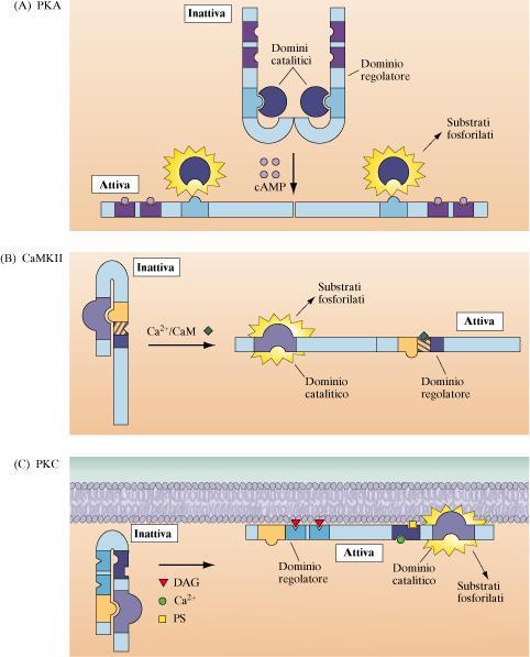 Meccanismi di attivazione delle proteina chinasi. Le proteina chinasi contengono diversi domini specializzati con specifiche funzioni.