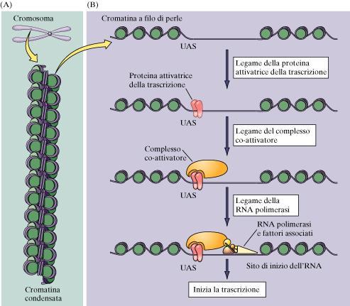 L accumulo di nuove proteine richiede almeno 30-60 minuti. L inversione richiede ore o giorni. Proteine di attivazione della trascrizione o fattori di trascrizione.