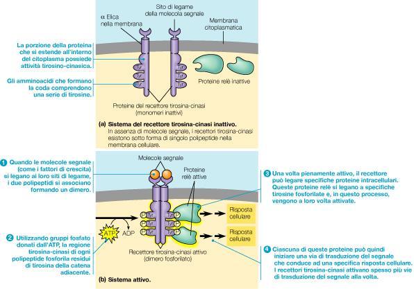 Struttura e funzione di un recettore tirosina-cinasi La tirosina chinasi, un esempio di recettore-enzima La tirosina chinasi (TK) trasferisce un gruppo fosfato da ATP a un residuo di tirosina (un a.a.) in una proteina.