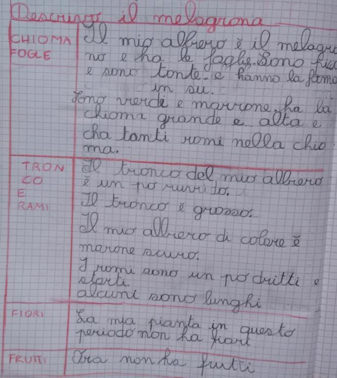 DESCRIVO UNA PIANTA CON LA TABELLA OSSERVATIVA Avendo rilevato che nella descrizione libera i