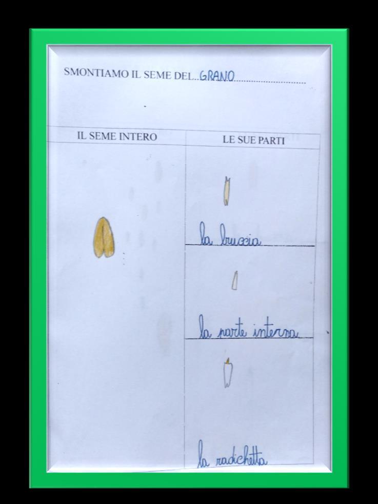 proponendo un osservazione attenta e lo