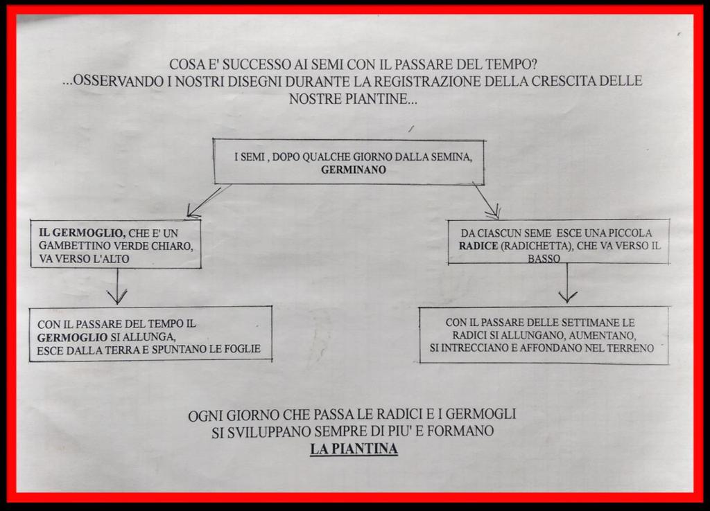 MAPPA CONCETTUALE DELLA NASCITA E SVILUPPO DELLA PIANTINA Dopo aver condiviso le osservazioni scritte a livello individuale, l