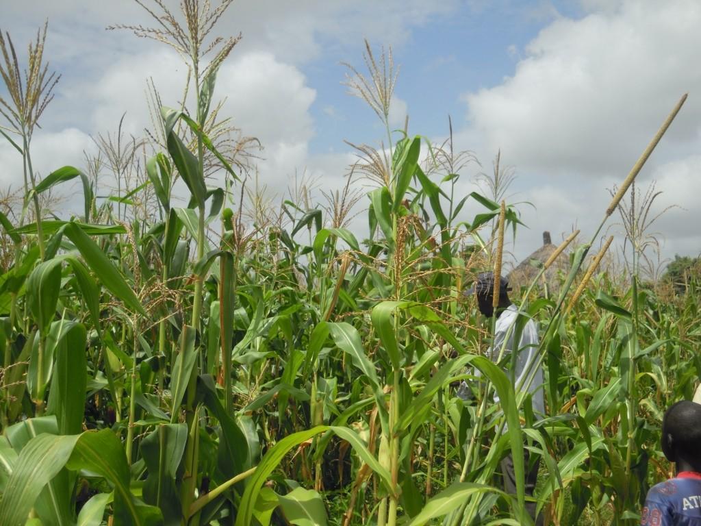 Per questo le distribuzioni sono state affiancate da attività formative al fine di sensibilizzare la popolazione e accrescerne le capacità in ambito agricolo.