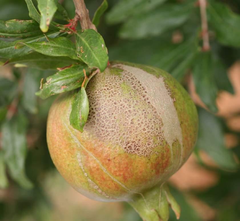 Possibili danni da tripidi Sintomatologia riscontrata su una lotto di melograno adiacente ad un