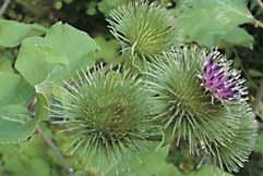 BARDANA Nome latino: Arctium Lappa L.