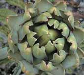 CARCIOFO Nome latino: Cynara scolymus L. Famiglia: Compositae Parti della pianta utilizzate: foglie.