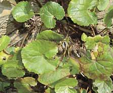 CENTELLA Nome latino: Centella asiatica L.