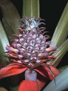 ANANAS Nome latino: Ananassa sativa Lindley Famiglia: Bromeliaceae Parti della pianta utilizzate: gambo essiccato La pianta dell'ananas è originaria del centro e del sud America e dell'india.