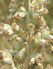 ARTEMISIA Nome latino: Artemisia vulgaris L.