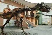 Tirannosauro Caratteristiche del Tirannosauro: Nome italiano: Tirannosauro (sauro tiranno) Anno di scoperta: 1905 Scoperto da: Prof. H. F.