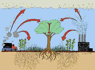 CARBON SEQUESTRATION Una recente ricerca (Prof.