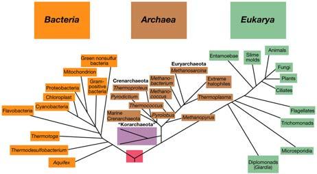 Albero filogenetico universale APPROVVIGIONAMENTO ENERGETICO NEI BATTERI: FERMENTAZIONE RESPIRAZIONE AEROBIA ANAEROBIA CONSIDERANDO ALCUNI GRUPPI TASSONOMICI Riferimenti bibliografici: Chimica