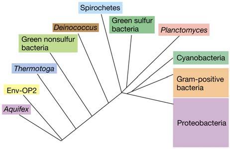 5, 20, 17 Albero filogenetico dei principali gruppi batterici BATTERI GRAM POSITIVI BATTERI GRAM POSITIVI Basso contenuto GC Non-sporigeni: Batteri lattici e affini Sporigeni: Lactobacillus: anaerobi