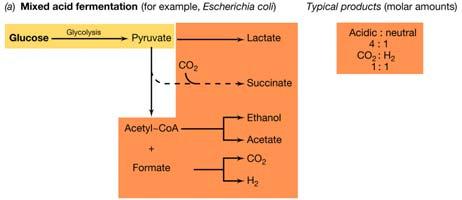 Fermentazioni batteriche che utilizzano la via EMP Batteri enterici: proteobatteri γ bastoncelli non sporigeni Gram negativi immobili