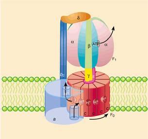 ATP sintasi Sintesi di ATP Figure 1 Model of the Escherichia coli ATP synthase. The enzyme consists of two parts known as the F 1 and F 0 portions.