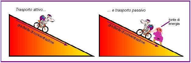 Trasporto passivo ed attivo Trasporto passivo.