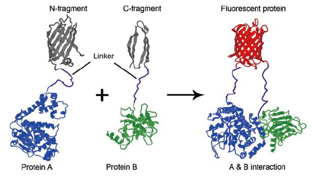 Bimolecular Fluorescent Complementation (BiFC) Il folding della proteina
