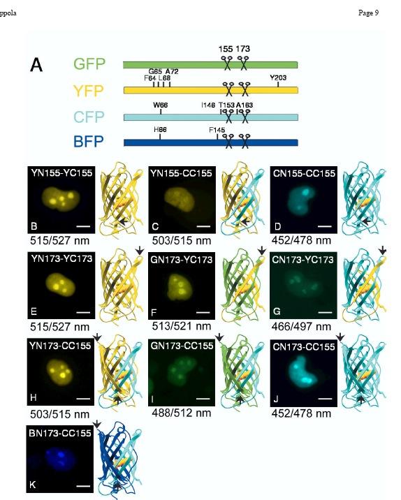 L interazione può essere visualizzata in vivo La multicolor bimolecular complementation assay