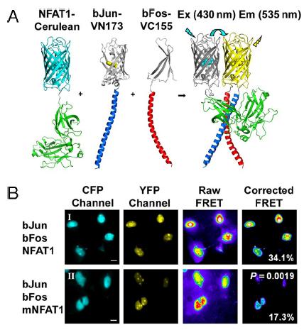 Analisi del complesso ternario dei fattori di trascrizione AP-1 e NFAT BiFC-FRET tra Cerulean e Venus, due varianti di CFP e YFP.