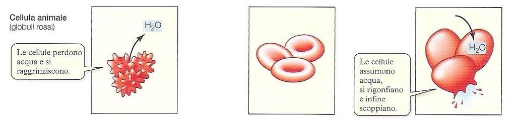 L osmosi fa gonfiare o contrarre le cellule animali Soluzione ipertonica: la maggior concentrazione esterna delle molecole non diffusibili fa sì che il solvente diffonda all esterno.