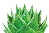 ALOE VERA: IL MIRACOLO DELLA NATURA L Aloe è una pianta la cui storia si perde nella notte dei tempi; vi sono numerosi scritti che