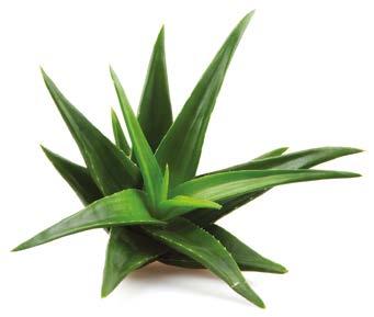 Aloe Vera Pharmalife Research ALOE VERA Pharmalife