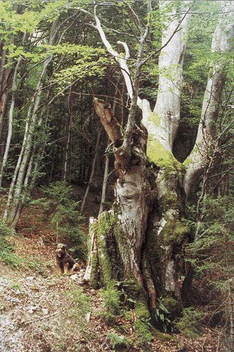 n. 70/71, Parco Alto Garda Bresciano Distribuzione esemplari: albero doppio
