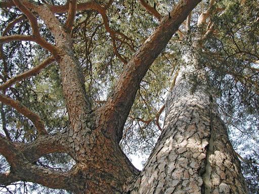 SCHEDA 7 Pino silvestre Pinaceae, Pinus sylvestris L.