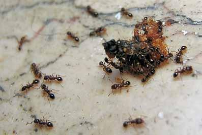 86 Animali in città. Gli altri abitanti di Verona Un gruppo di formiche delle zolle intorno ad un avanzo di cibo mm di lunghezza.