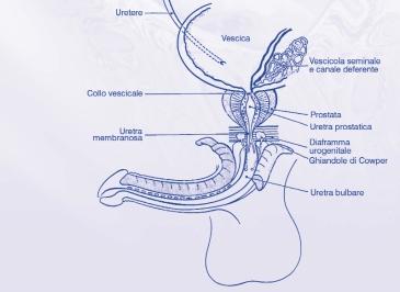 Figura 16 Rappresentazione schematica dell uretra maschile e delle strutture periuretrali nel soggetto normale.