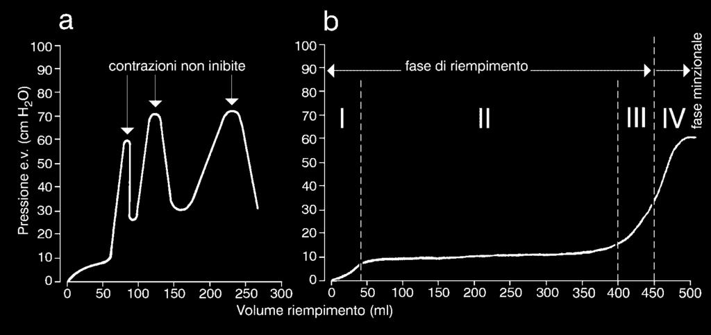 Entrambi i sistemi possono essere lesi, e l attività simpatica, quasi ininfluente nell attività detrusoriale, assume un ruolo importante negli aspetti patologici della minzione per problemi legati