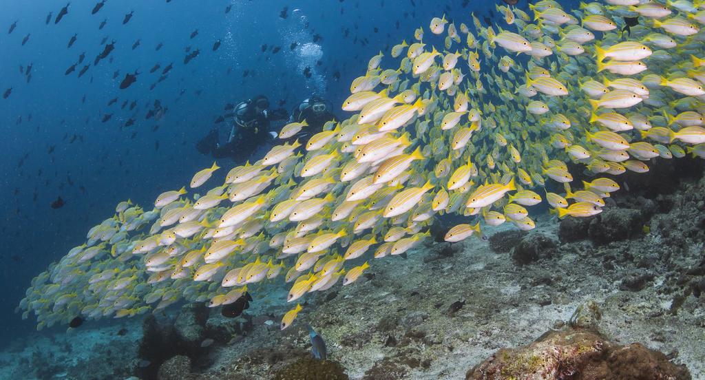 Immersioni e ricerca alle Maldive Dal 14 Maggio al 22 Maggio 2017, il DAN Europe DSL (Diving Safety Laboratory) seguirà un gruppo di subacquei alle Maldive su M/Y Duca di York e/o M/Y Conte Max, per