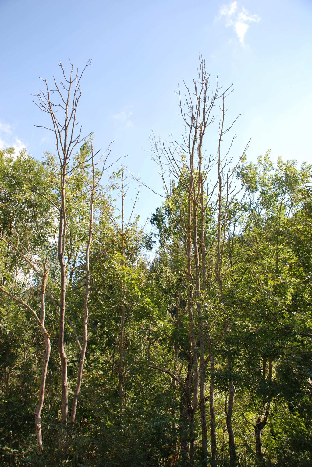 Date le condizioni ambientali e la vegetazione presente è molto probabile che Chalara fraxinea si diffonda spontaneamente sui frassini della valle e si muova ulteriormente verso le valli limitrofe