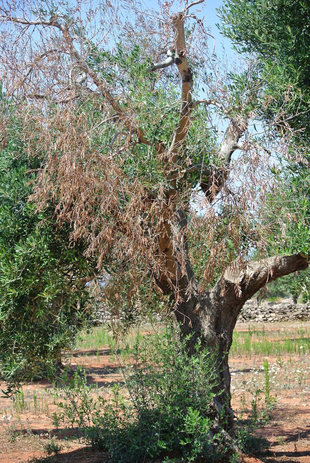 stato un Audit da parte di una commissione dell FVO per effettuare un controllo comunitario sull operato del Servizio Fitosanitario della Regione Toscana e sul vivaio di Pescia coinvolto.