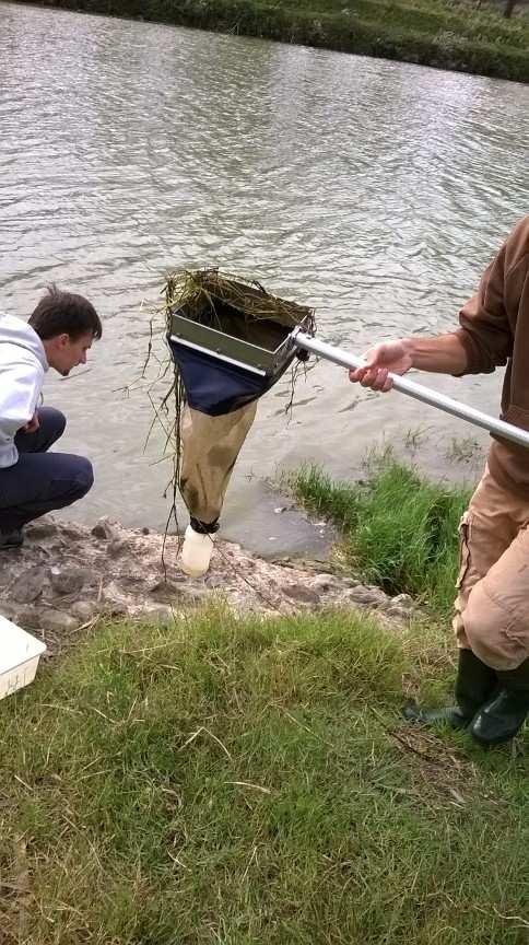 riso, e se del caso su altri specifici vegetali, in campi e corsi d'acqua.