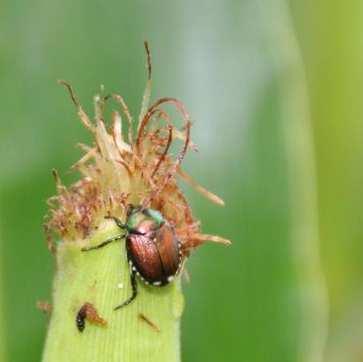 agrario, forestale e ed ornamentale.