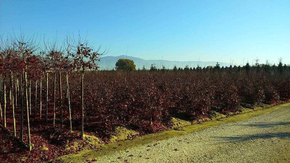 Attività all interno dell area delimitata di Prato (ritrovamento di Anoplophora chinensis 2014) L unico focolaio di Anoplophora presente in Toscana è quello di Galciana (Prato), a seguito del