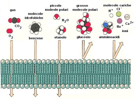 La membrana plasmatica ha il compito di 1.