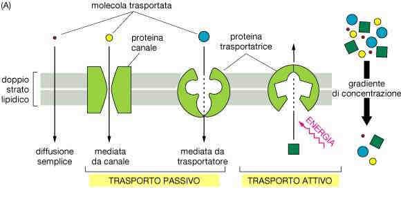 Trasporto passivo: passaggio di molecole secondo gradiente elettrochimico o di concentrazione Diffusione facilitata: passaggio di molecole secondo gradiente elettrochimico o di concentrazione che