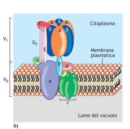 PompaATPasiditipoV Trasportano ioni H+ dal citosol al lume di lisosomi, endosomi e vacuoli acidificando il loro contenuto. Trasportano 2 H+ per ogni molecola di ATP utilizzata.