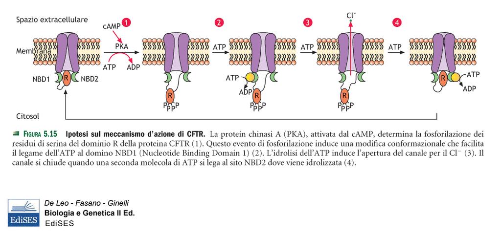 CTFR(cystic fibrosis transmembrane conductance regulator): pompa ABC per il Clmutata negli affetti da fibrosi cistica.